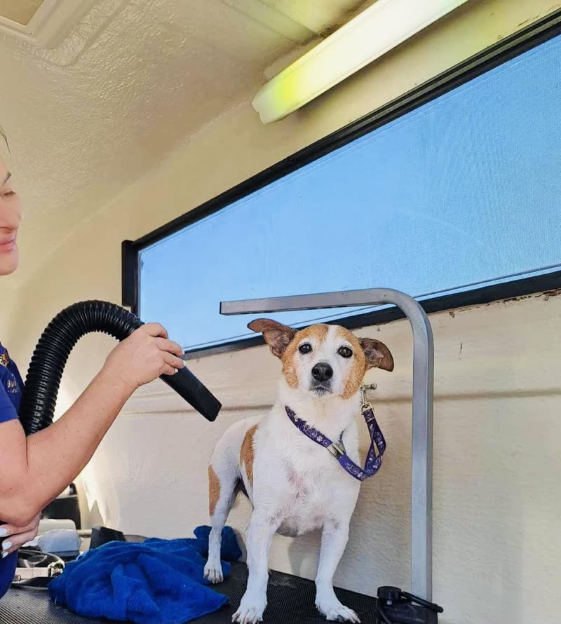 A groomer blow-drying a jack russell on the table in the mobile van, bright sky through the side window