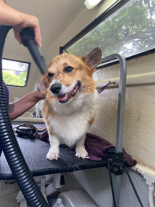 A groomer's hand blow-drying a corgi standing on the grooming table inside the mobile wash van
