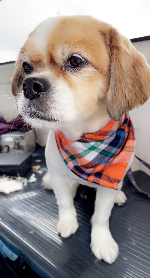 A small cream-and-tan spaniel-cross sitting on the grooming table in a plaid bandana after its wash