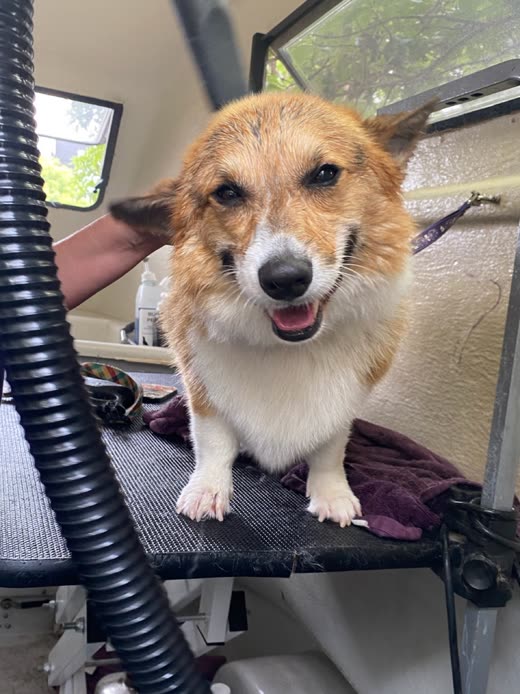 A corgi mid-dry on the grooming table, dryer hose in frame