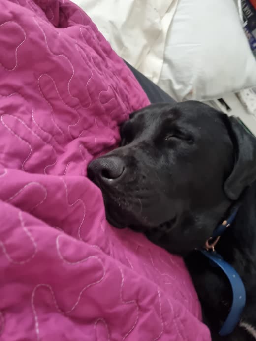 A black labrador resting its head on a bright pink quilt