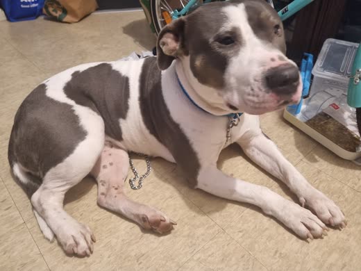 A brown-and-white pit-bull-type dog lying calmly on the floor indoors